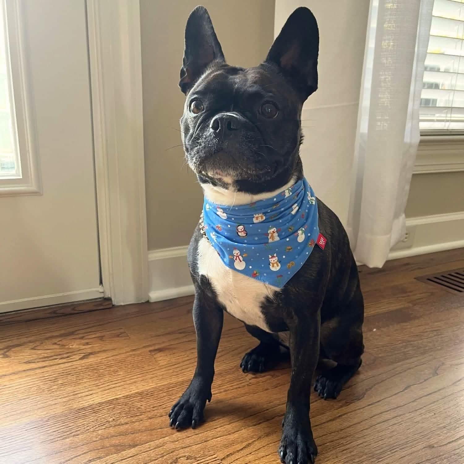 Dog Bandana - Image 2